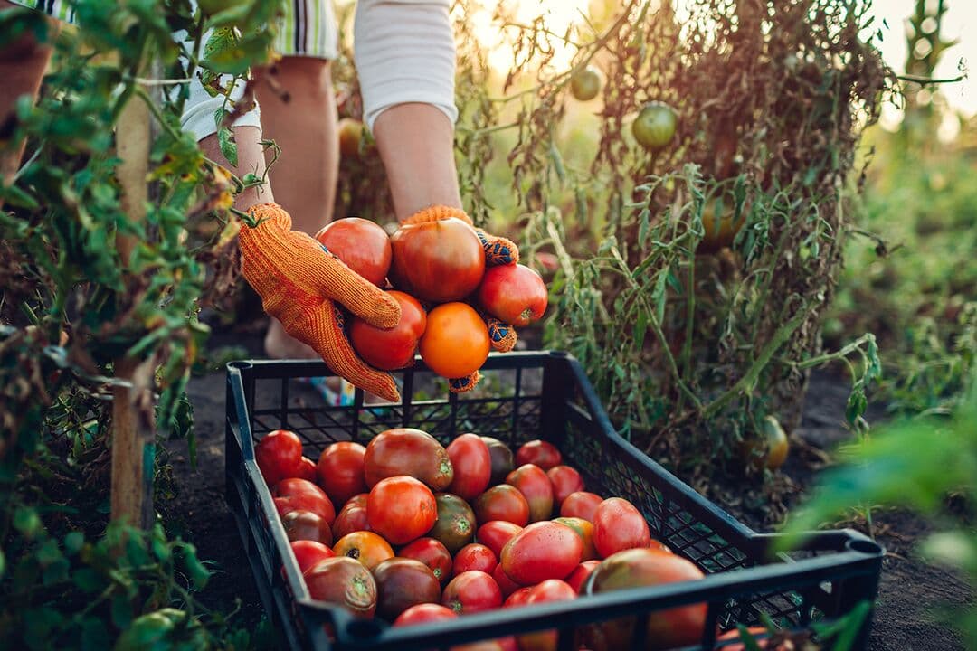 Woman farmer putting tomatoes in box on eco farm. Gathering autumn crop of vegetables. Farming, gardening. Harvest time